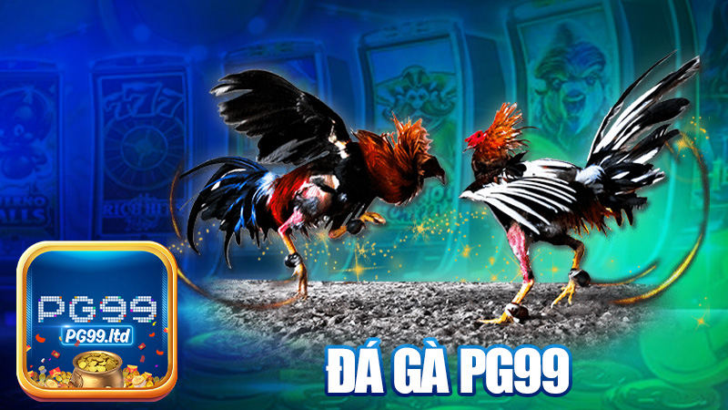 Đá gà PG99 – Sát phạt cực đã, gà chọi chất như nước cất